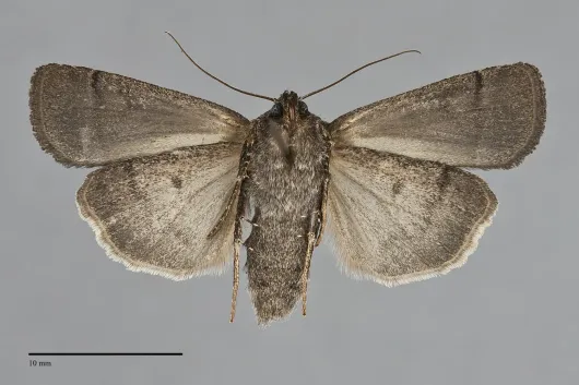 Parabagrotis insularis