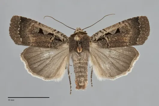 Parabagrotis insularis