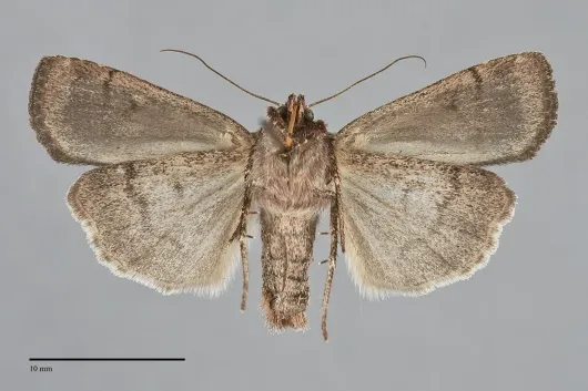 Parabagrotis insularis