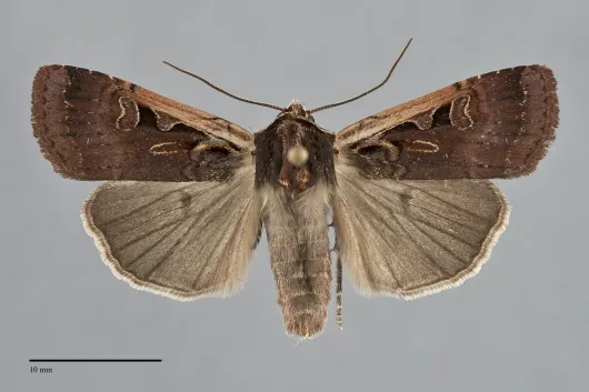 Parabagrotis sulinaris