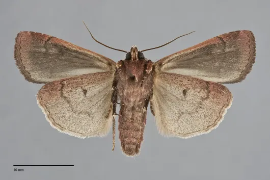 Parabagrotis sulinaris