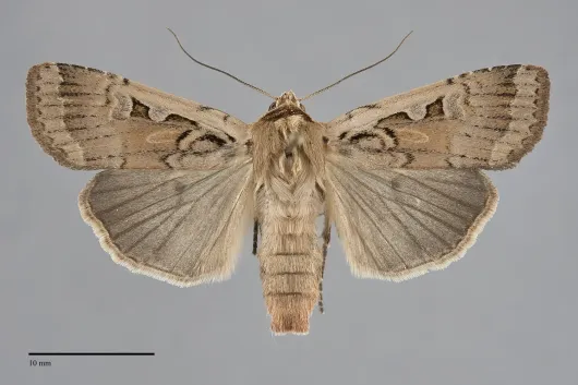 Parabagrotis sulinaris