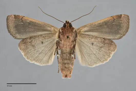 Parabagrotis sulinaris