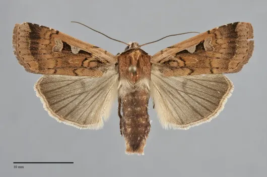 Parabagrotis sulinaris