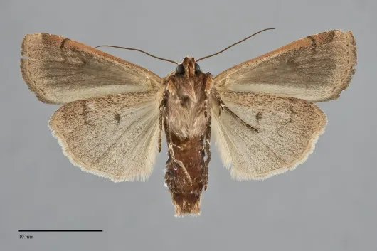 Parabagrotis sulinaris