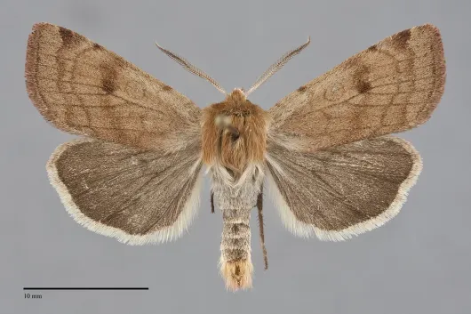 Paradiarsia littoralis