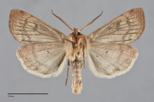 Paradiarsia littoralis