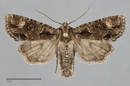 Paraseptis adnixa