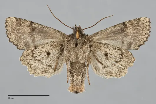 Paraseptis adnixa