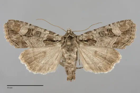Paraseptis adnixa
