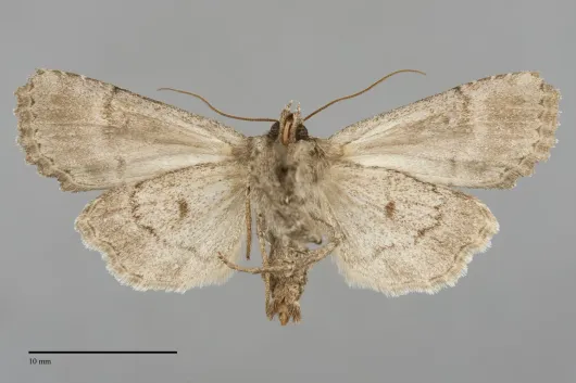 Paraseptis adnixa