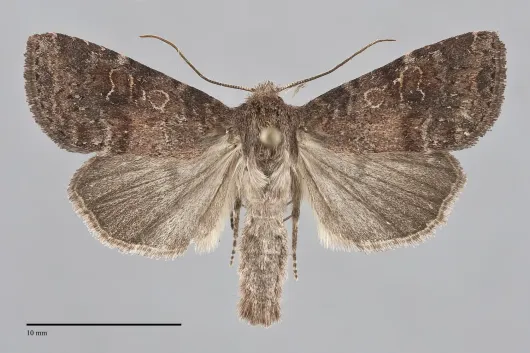 Parastichtis suspecta