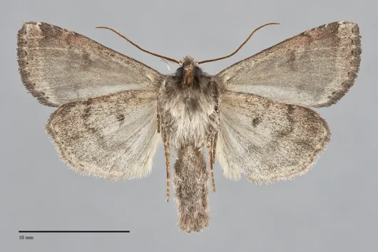 Parastichtis suspecta
