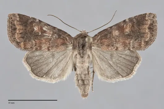 Parastichtis suspecta