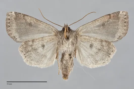 Parastichtis suspecta