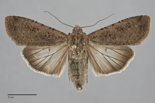 Peridroma saucia