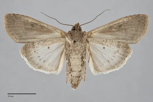 Peridroma saucia
