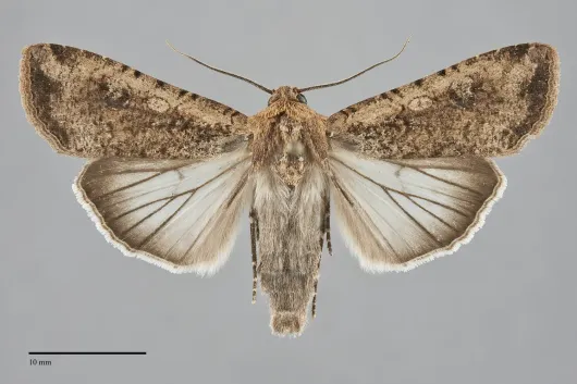 Peridroma saucia