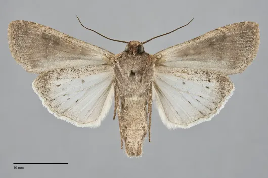 Peridroma saucia