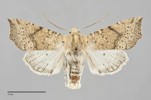 Perigonica angulata