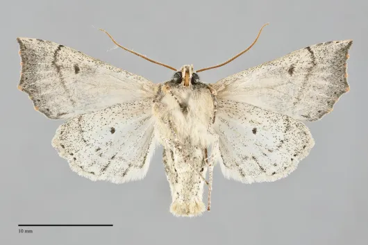 Perigonica angulata