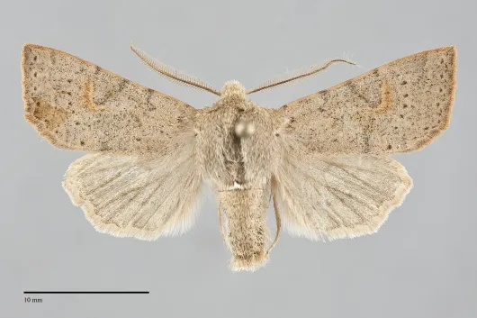 Perigonica pectinata