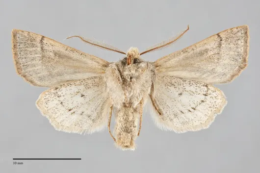 Perigonica pectinata