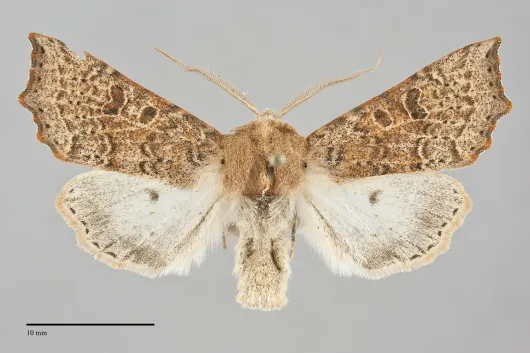 Perigonica tertia