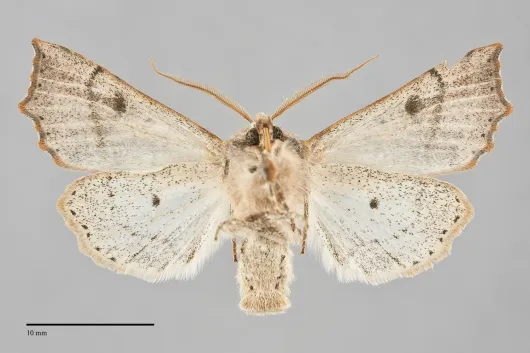 Perigonica tertia