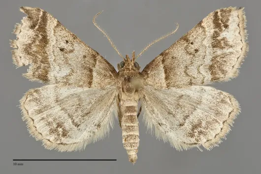 Phalaenophana pyramusalis
