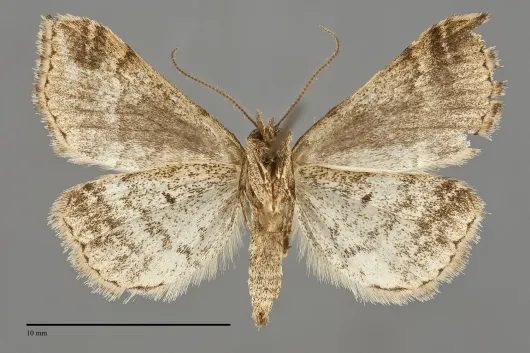 Phalaenophana pyramusalis