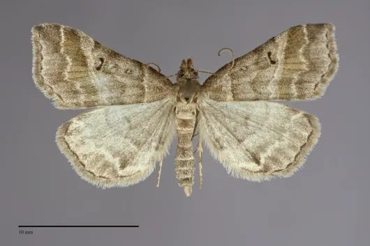 Phalaenophana pyramusalis