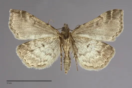 Phalaenophana pyramusalis