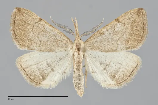 Phalaenostola metonalis