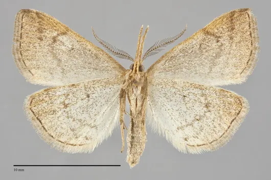 Phalaenostola metonalis