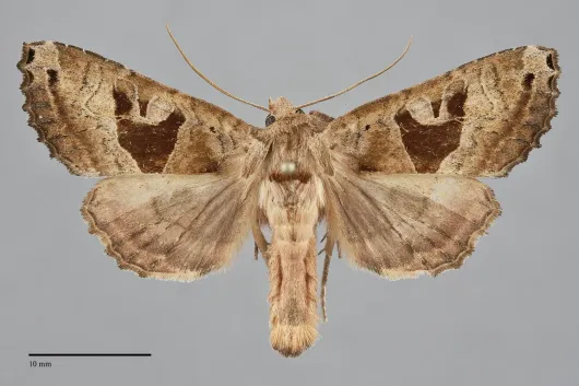 Phlogophora periculosa
