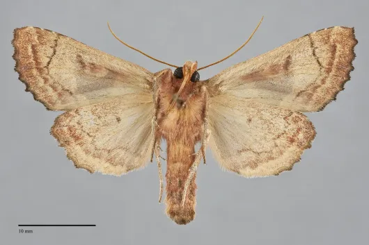 Phlogophora periculosa