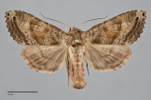 Phlogophora periculosa