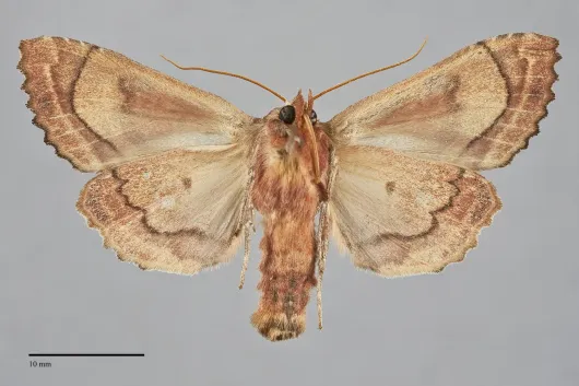 Phlogophora periculosa