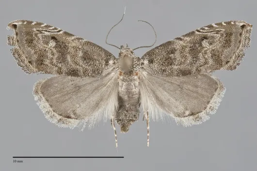 Phobolosia anfracta
