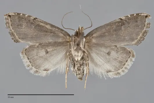 Phobolosia anfracta