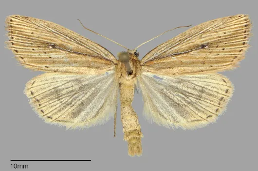 Photedes defecta