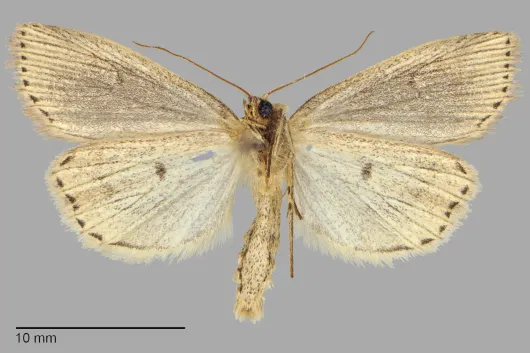 Photedes defecta