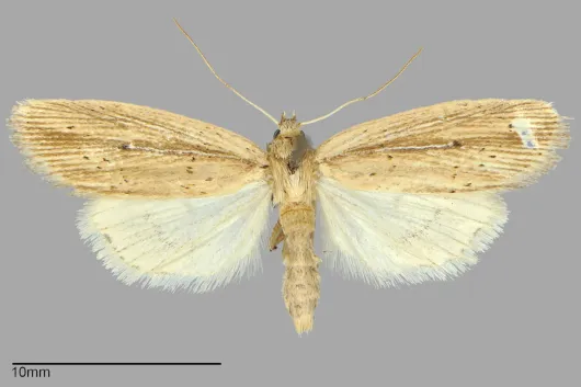 Photedes defecta