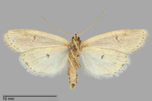 Photedes defecta