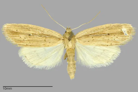 Photedes defecta
