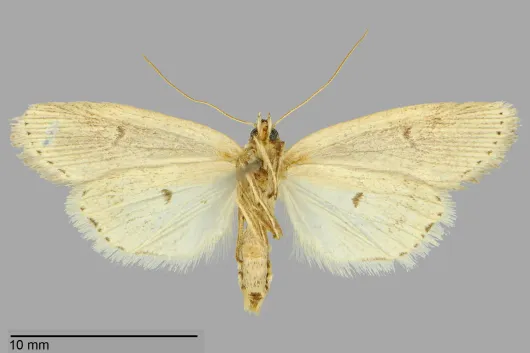 Photedes defecta