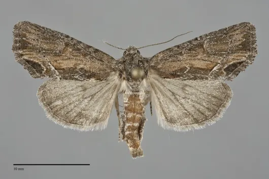 Photedes didonea