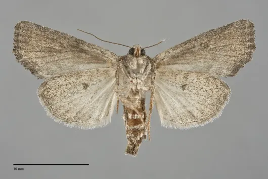 Photedes didonea