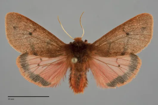 Phragmatobia assimilans
